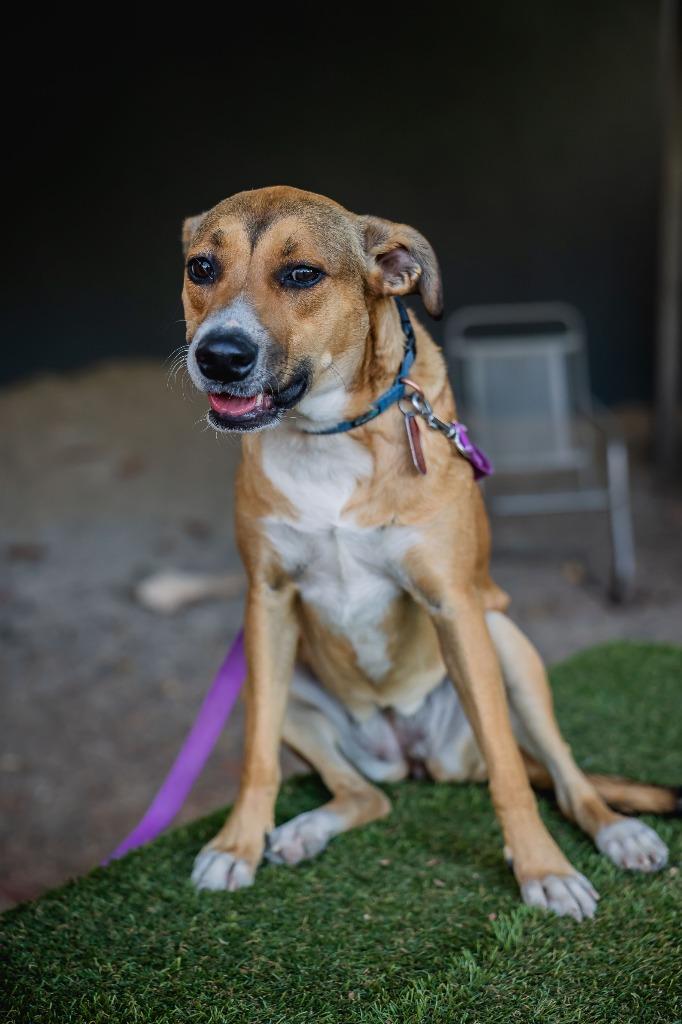 Enlarge Nelly, a Adoptable mixed breed in Anacortes, WA image 2/6