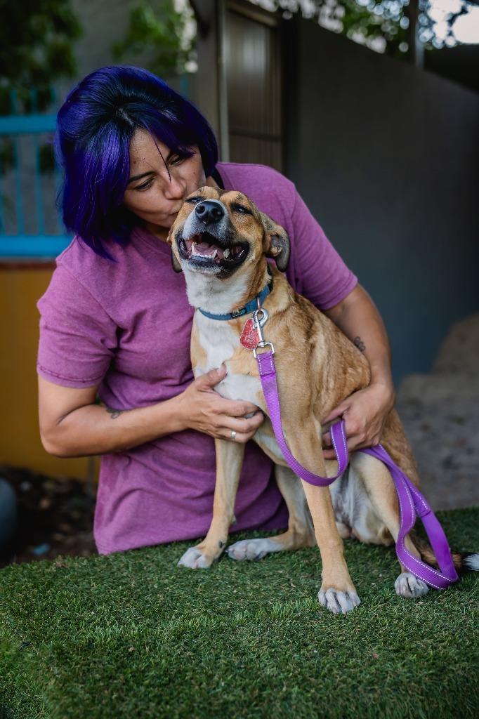 Nelly, a Adoptable mixed breed in Anacortes, WA image 1/6