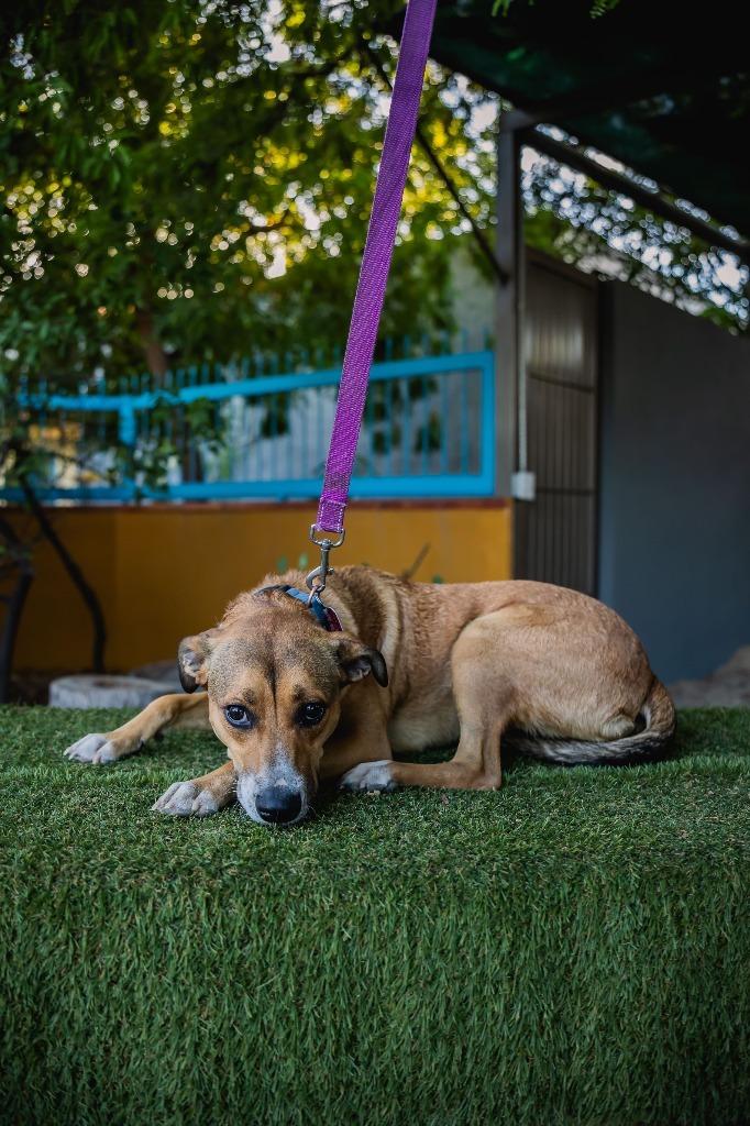 Nelly, a Adoptable mixed breed in Anacortes, WA image 2/6