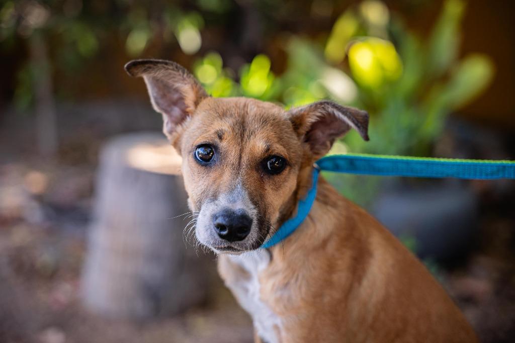 Nelly, a Adoptable mixed breed in Anacortes, WA image 2/6