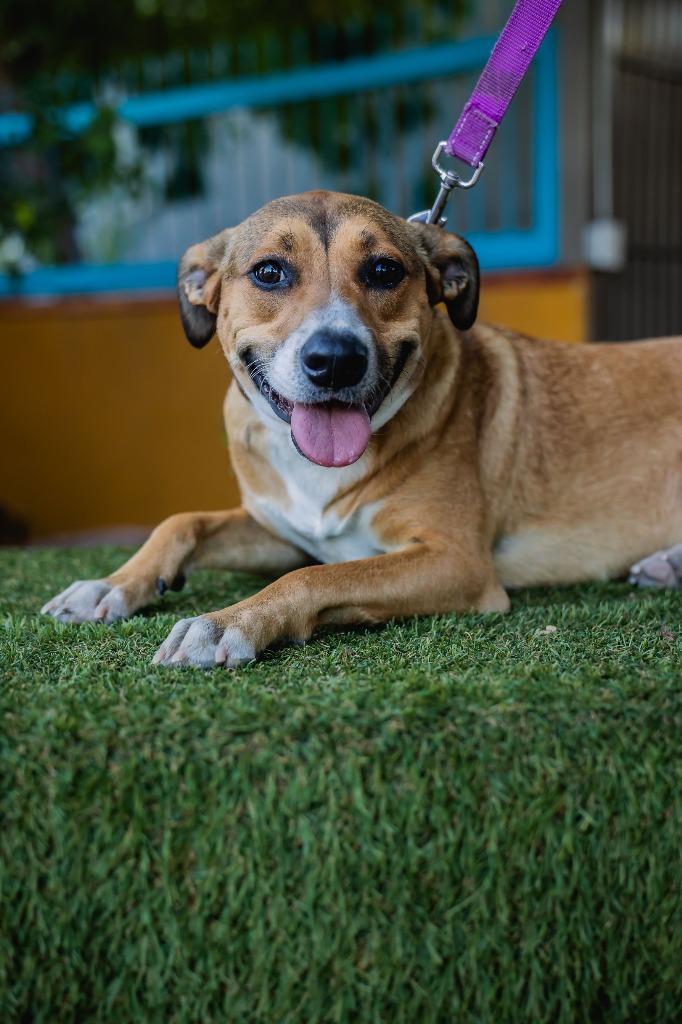Enlarge Nelly, a Adoptable mixed breed in Anacortes, WA image 3/6