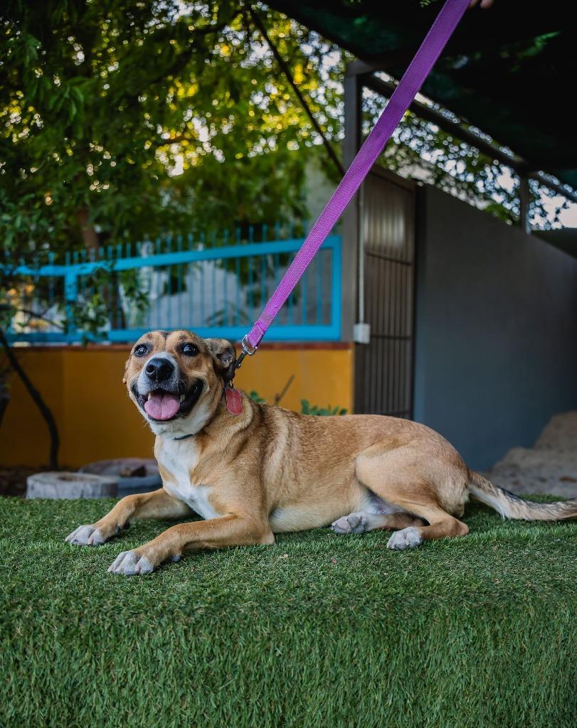 Nelly, a Adoptable mixed breed in Anacortes, WA image 3/6