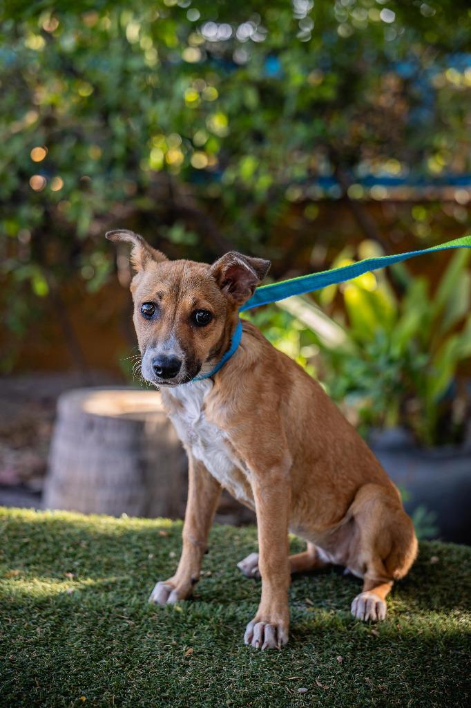 Nelly, a Adoptable mixed breed in Anacortes, WA image 3/6