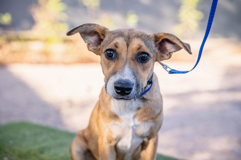 Enlarge Nelly, a Adoptable mixed breed in Anacortes, WA image 4/6