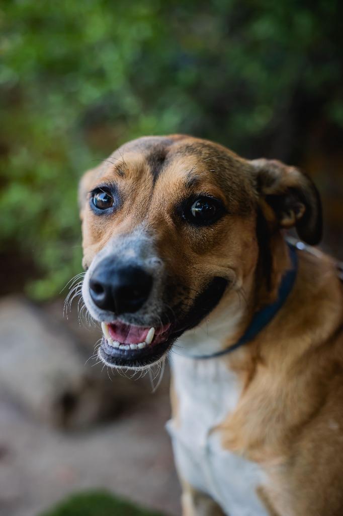 Enlarge Nelly, a Adoptable mixed breed in Anacortes, WA image 4/6