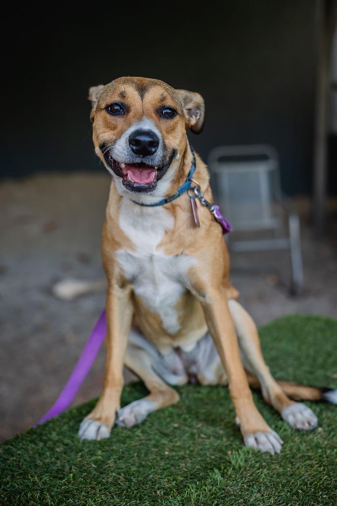 Enlarge Nelly, a Adoptable mixed breed in Anacortes, WA image 5/6