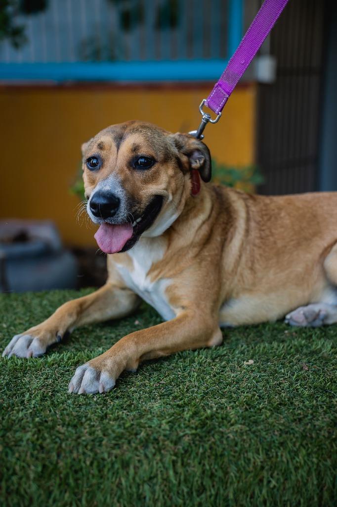 Enlarge Nelly, a Adoptable mixed breed in Anacortes, WA image 6/6