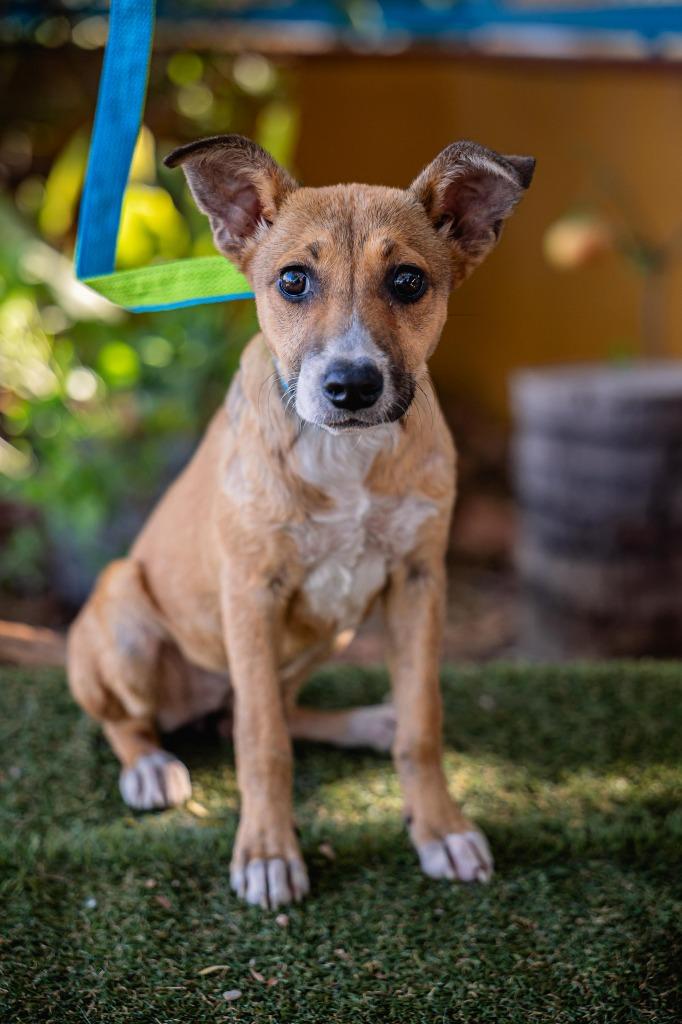 Enlarge Nelly, a Adoptable mixed breed in Anacortes, WA image 6/6
