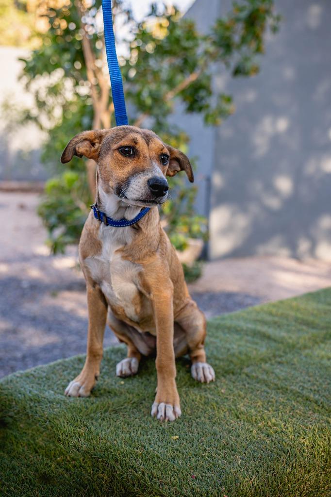 Nelly, a Adoptable mixed breed in Anacortes, WA image 6/6