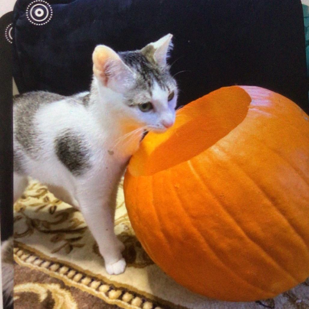 Princess, a Adoptable Manx in New Orleans, LA image 1/2