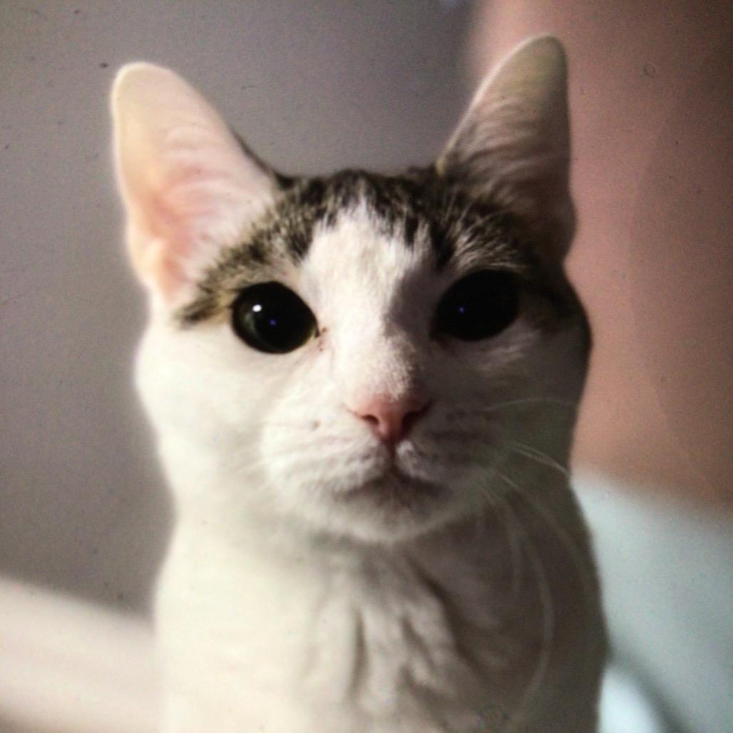 Princess, a Adoptable Manx in New Orleans, LA image 2/2