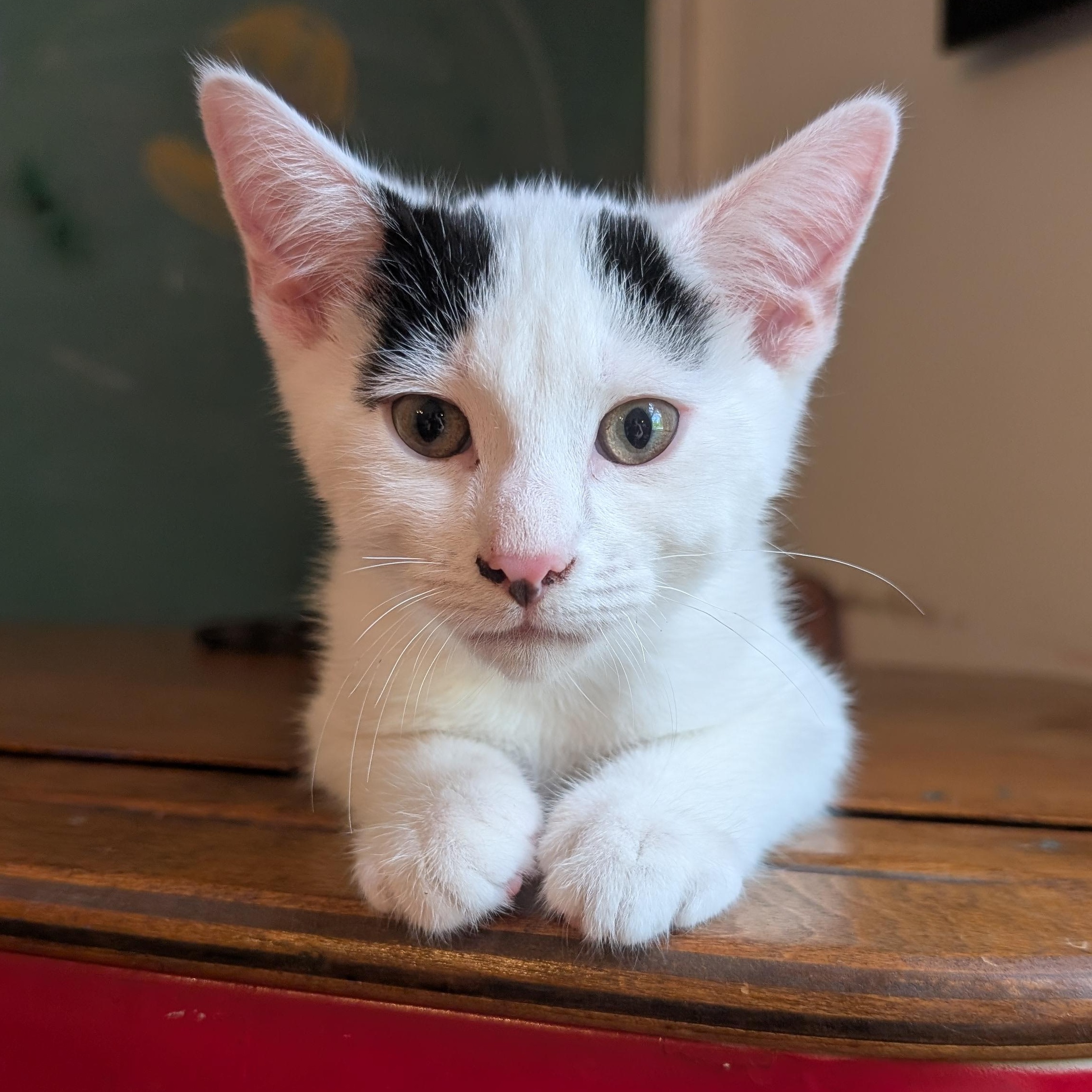 NORI, a ADOPTABLE mixed breed in Wilmington, OH image 1/2