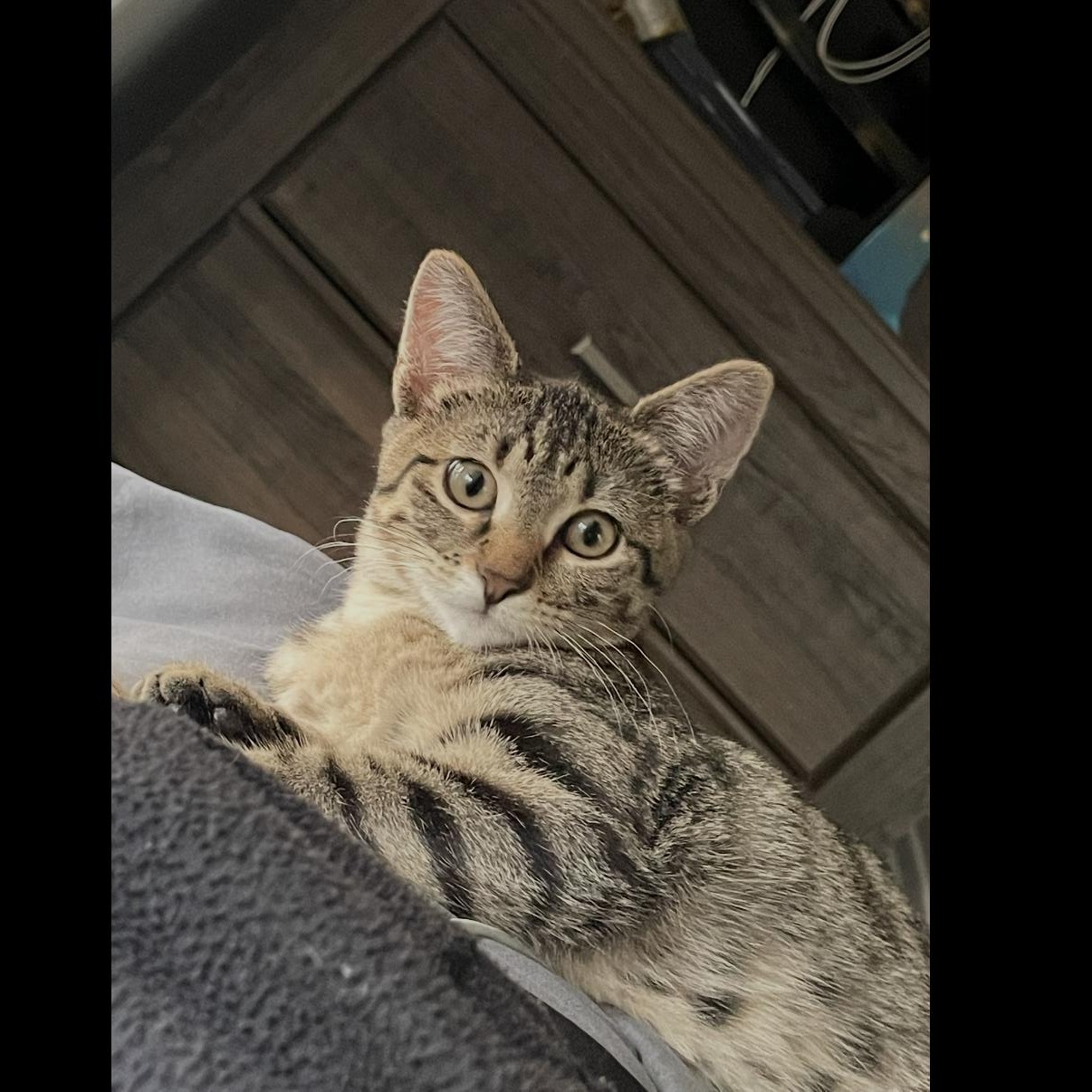 Sansa, Adoptable, Kitten Female Domestic Short Hair & Tabby.