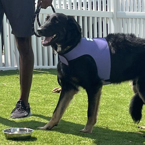 Enlarge Bones, a Adoptable mixed breed in Verona, NJ image 2/5