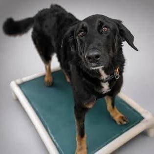 Enlarge Bones, a Adoptable mixed breed in Verona, NJ image 3/5