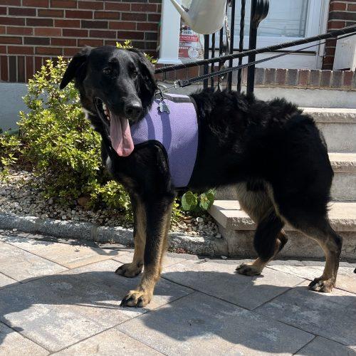 Enlarge Bones, a Adoptable mixed breed in Verona, NJ image 5/5