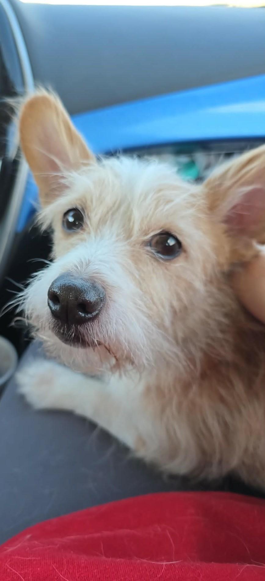 Buster ADOPTION PENDING, a ADOPTABLE Cairn Terrier in Waverly, IA image 2/4
