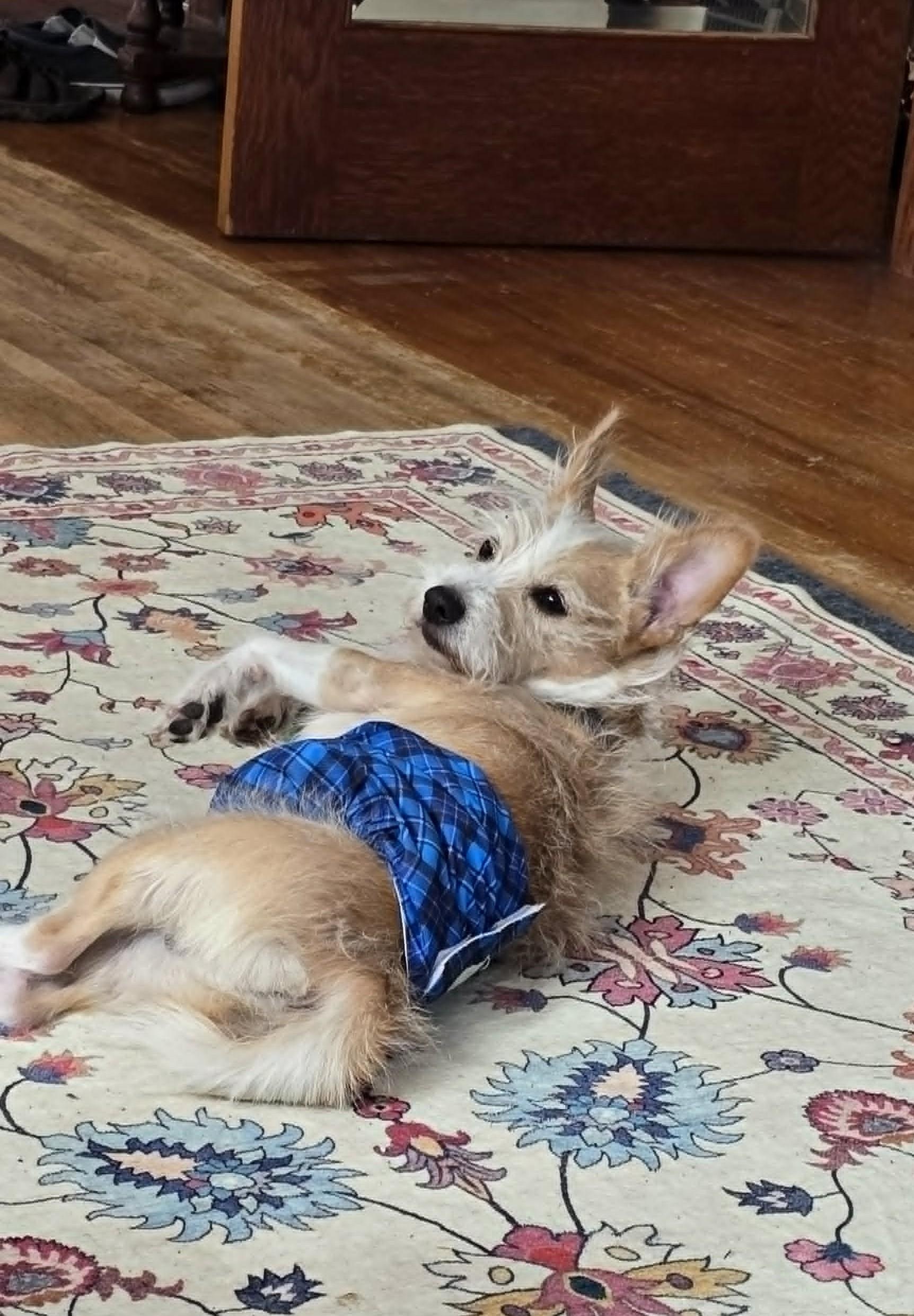 Buster ADOPTION PENDING, a ADOPTABLE Cairn Terrier in Waverly, IA image 4/4
