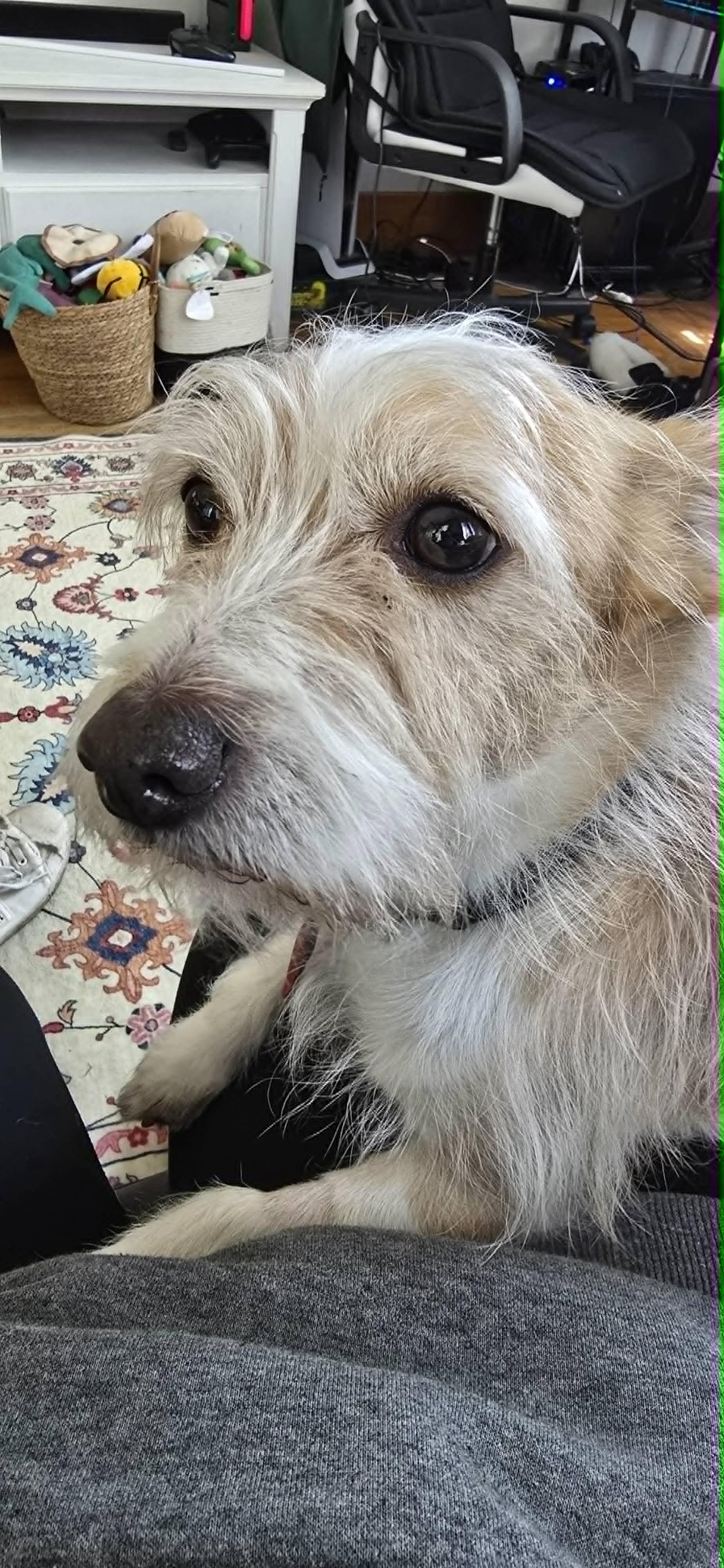 Buster ADOPTION PENDING, a ADOPTABLE Cairn Terrier in Waverly, IA image 3/4