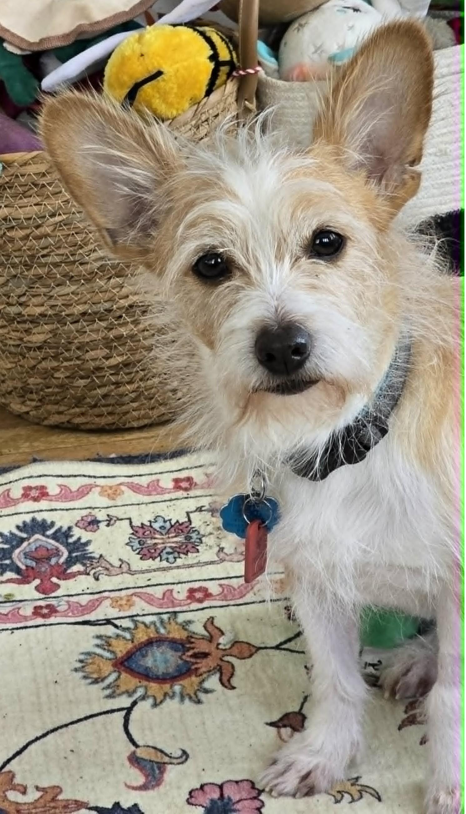 Buster ADOPTION PENDING, a ADOPTABLE Cairn Terrier in Waverly, IA image 1/4