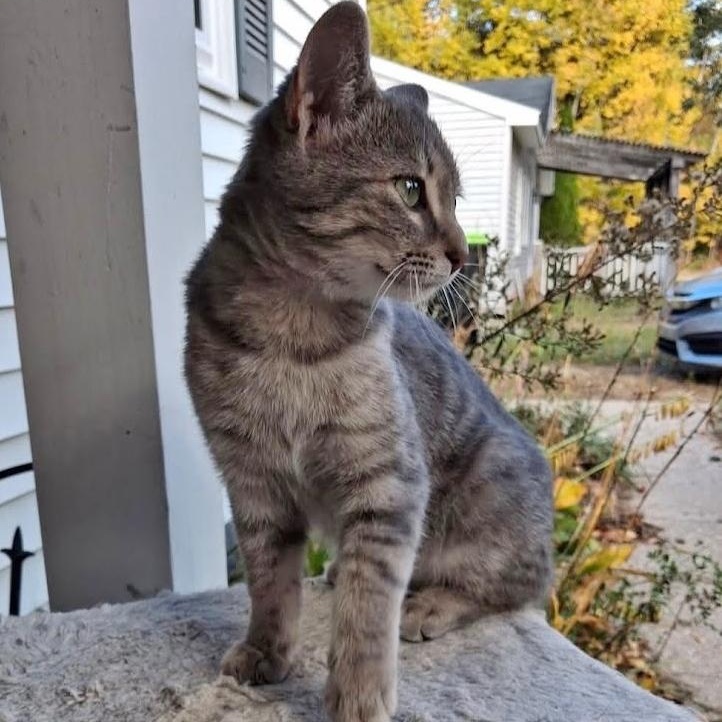 Enlarge Boba, a Adoptable Tabby in Traverse City, MI image 1/1