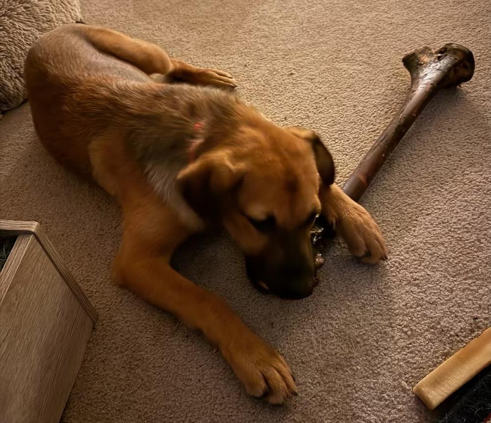 Enlarge Pup Amelia, a Adoptable mixed breed in Washington, DC image 1/6