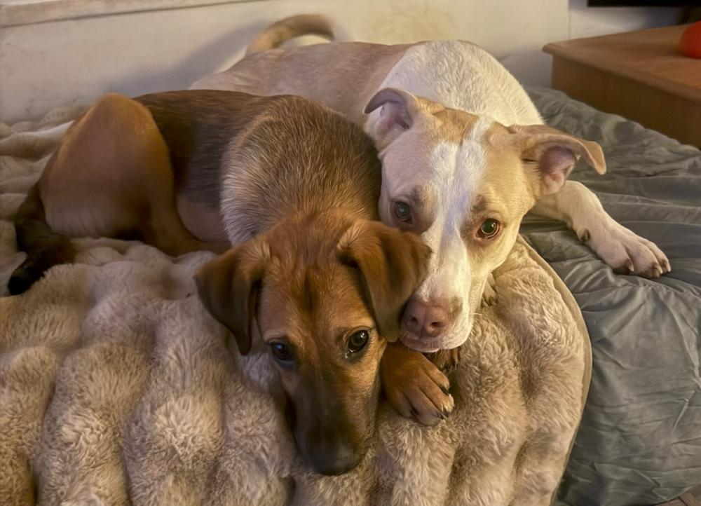 Amelia (aka Roxy), a Adoptable mixed breed in Washington, DC image 2/6