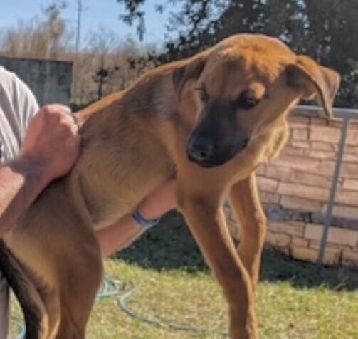 Enlarge Pup Amelia, a Adoptable mixed breed in Washington, DC image 2/6