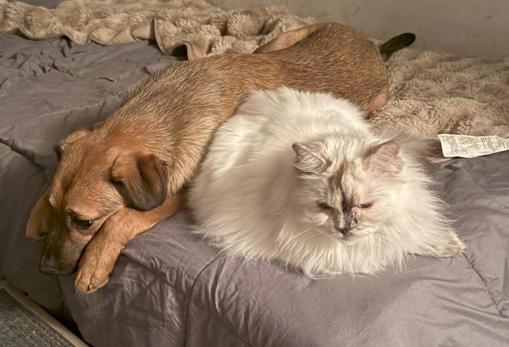 Amelia (aka Roxy), a Adoptable mixed breed in Washington, DC image 4/6