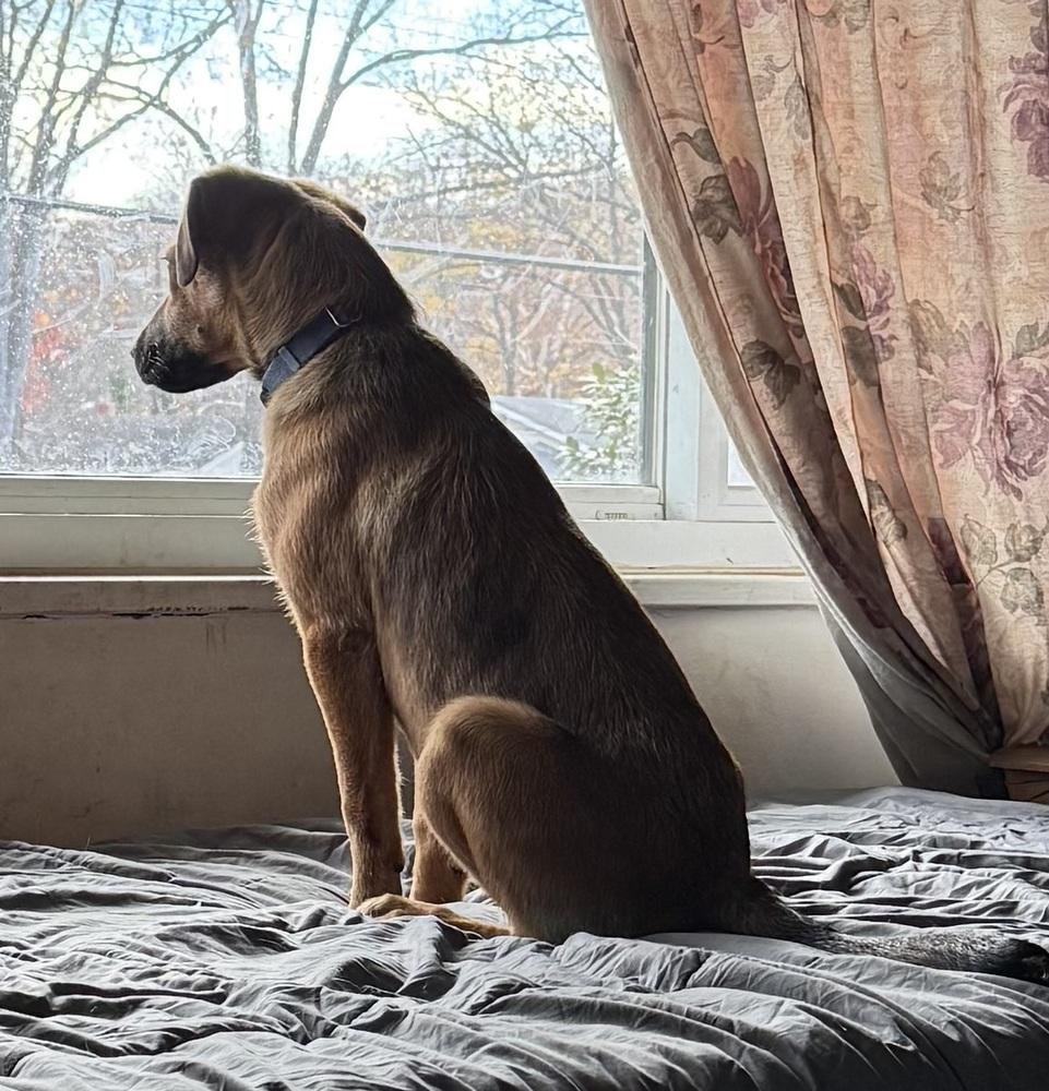 Enlarge Pup Amelia, a Adoptable mixed breed in Washington, DC image 4/6