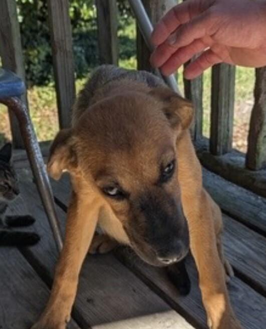 Enlarge Pup Amelia, a Adoptable mixed breed in Washington, DC image 5/6