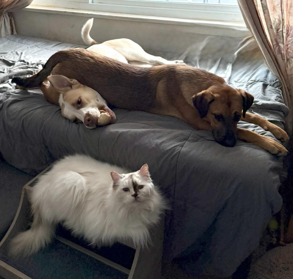 Amelia (aka Roxy), a Adoptable mixed breed in Washington, DC image 6/6