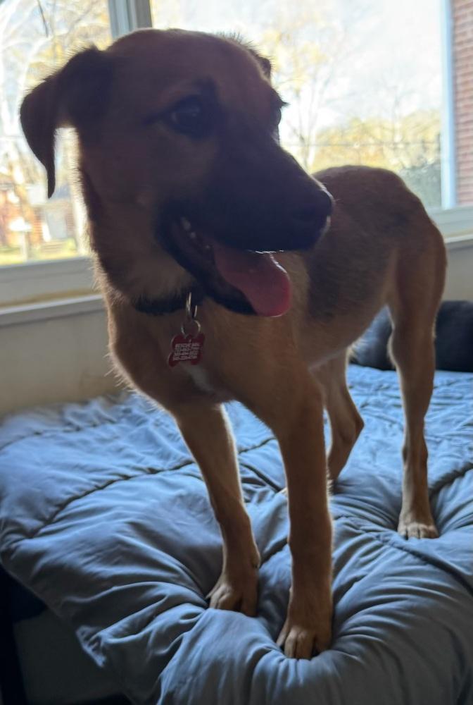 Enlarge Pup Amelia, a Adoptable mixed breed in Washington, DC image 6/6