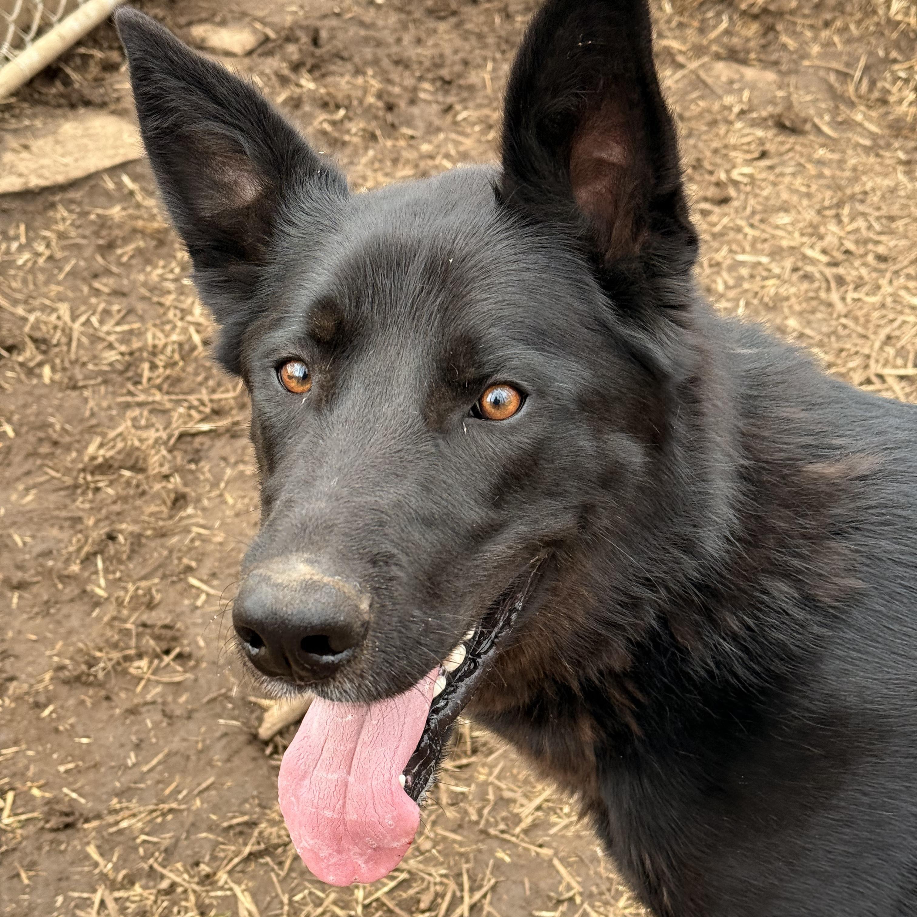 Rocky, an adoptable German Shepherd Dog in Addison, ON, K0E 1A0 | Photo Image 6