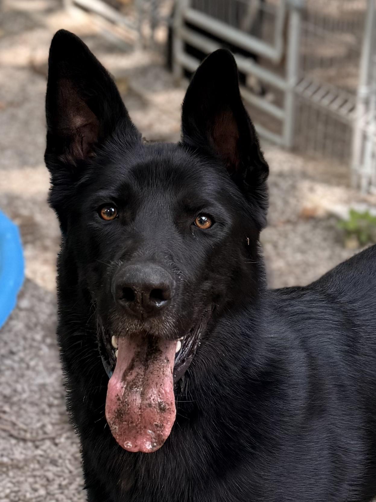 Rocky, an adoptable German Shepherd Dog in Addison, ON, K0E 1A0 | Photo Image 5