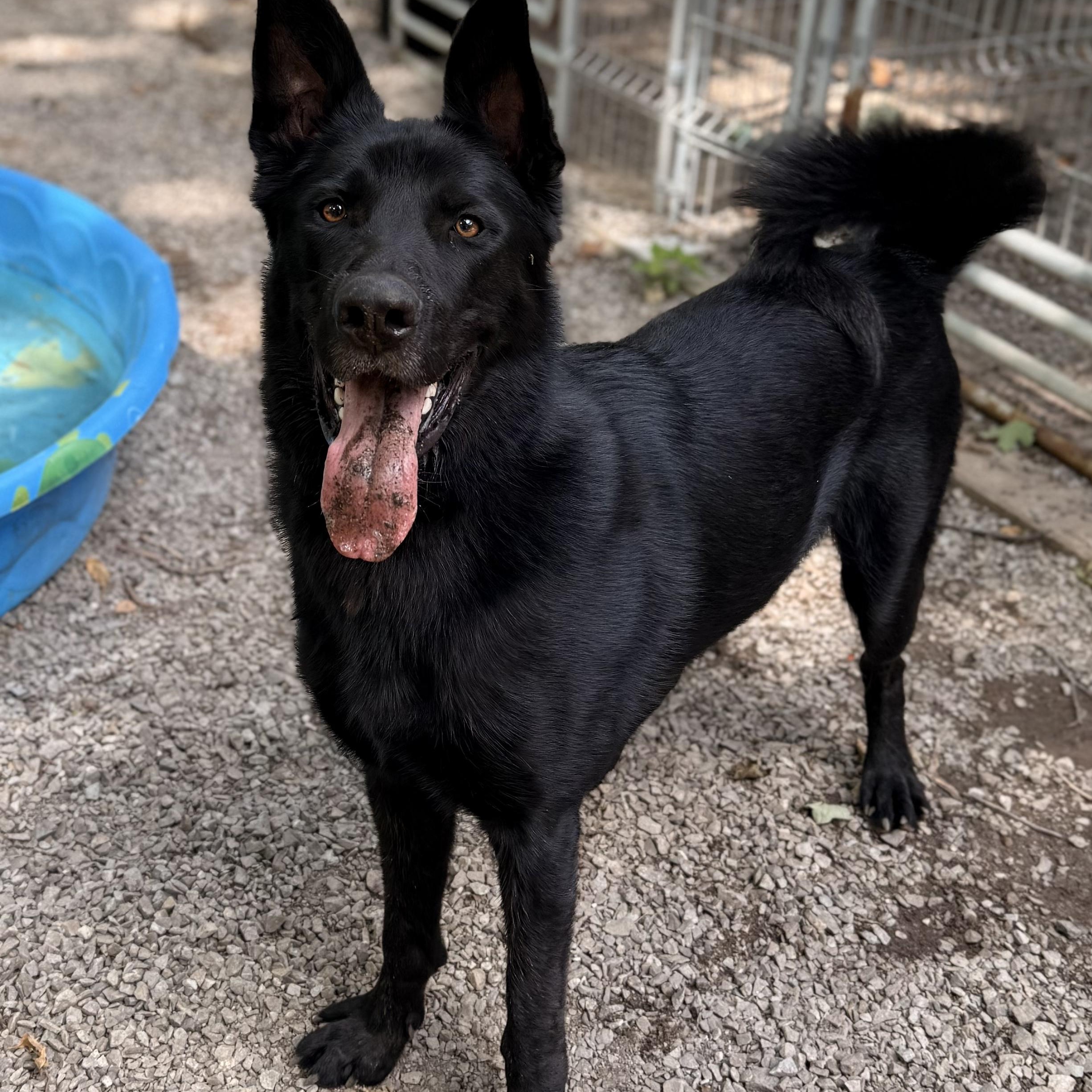 Rocky, an adoptable German Shepherd Dog in Addison, ON, K0E 1A0 | Photo Image 2