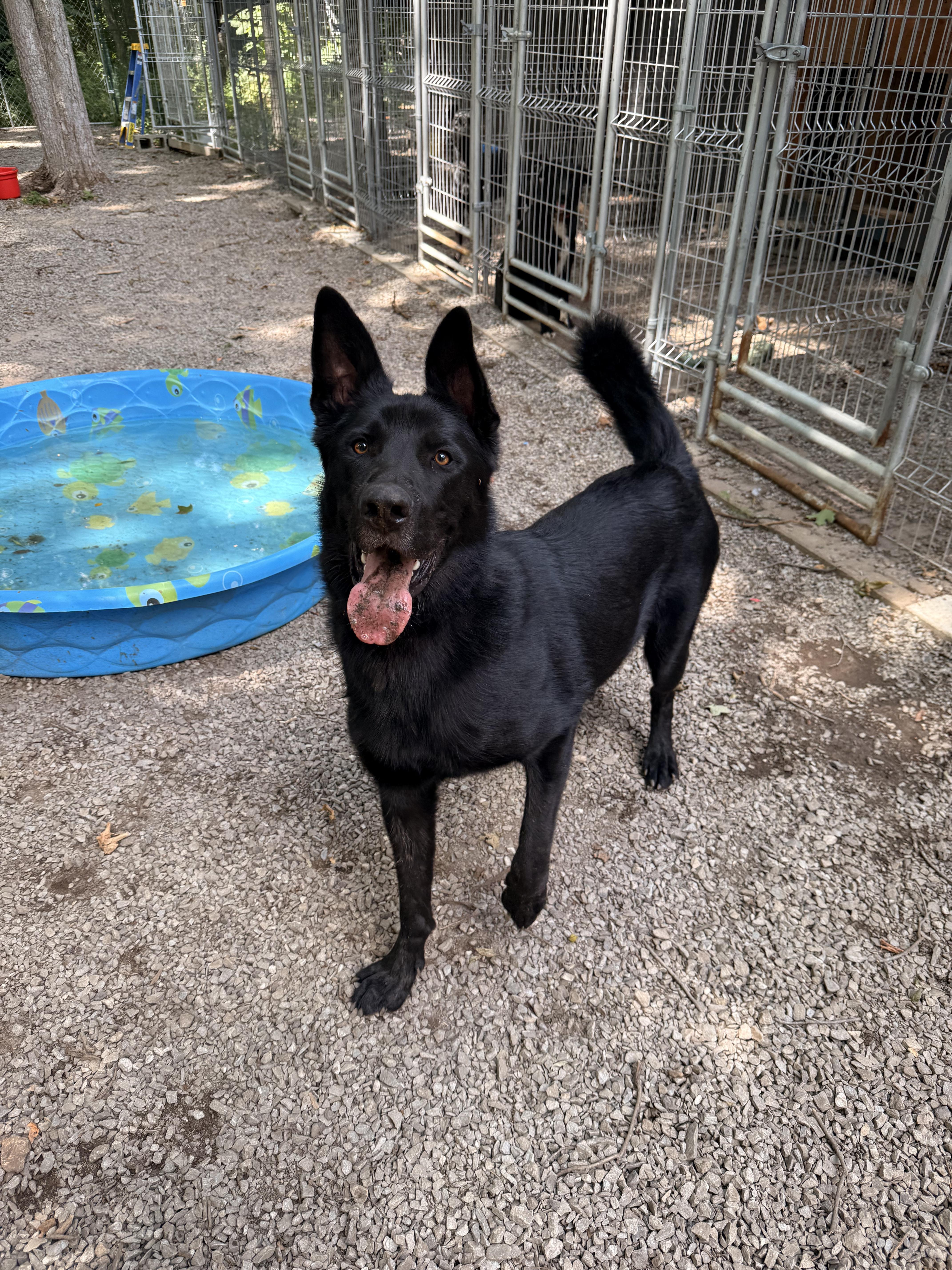 Rocky, an adoptable German Shepherd Dog in Addison, ON, K0E 1A0 | Photo Image 4