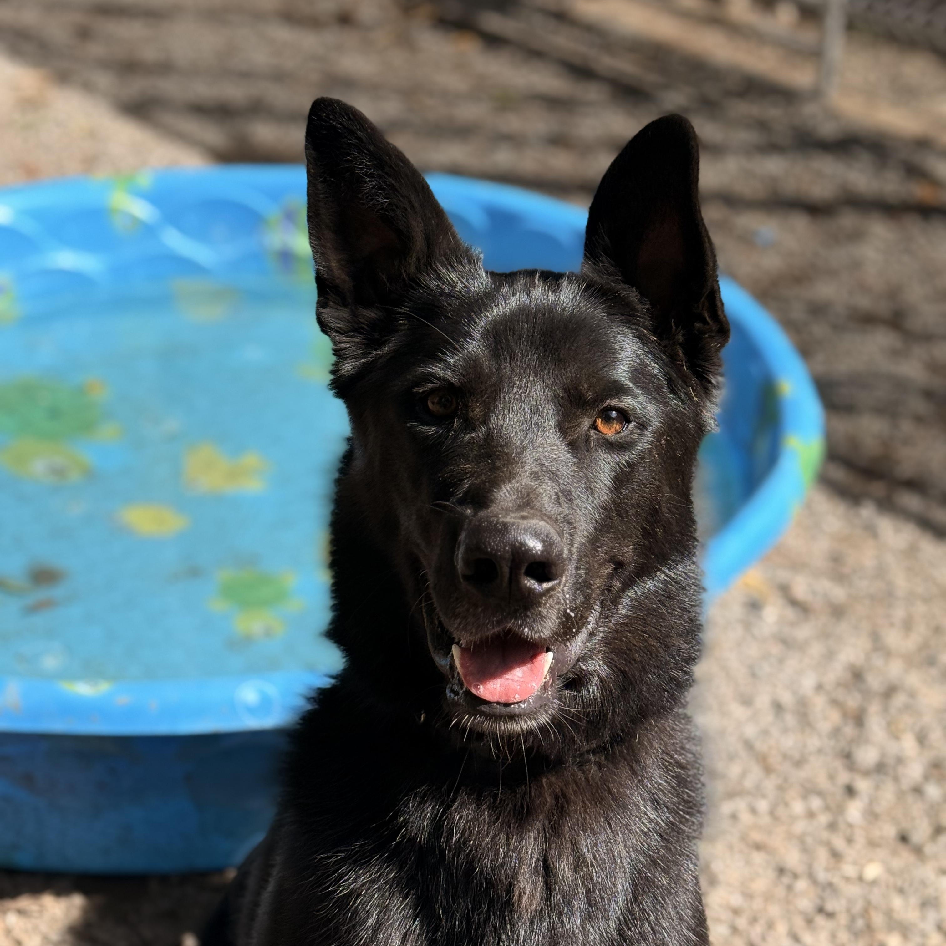 Rocky, an adoptable German Shepherd Dog in Addison, ON, K0E 1A0 | Photo Image 3