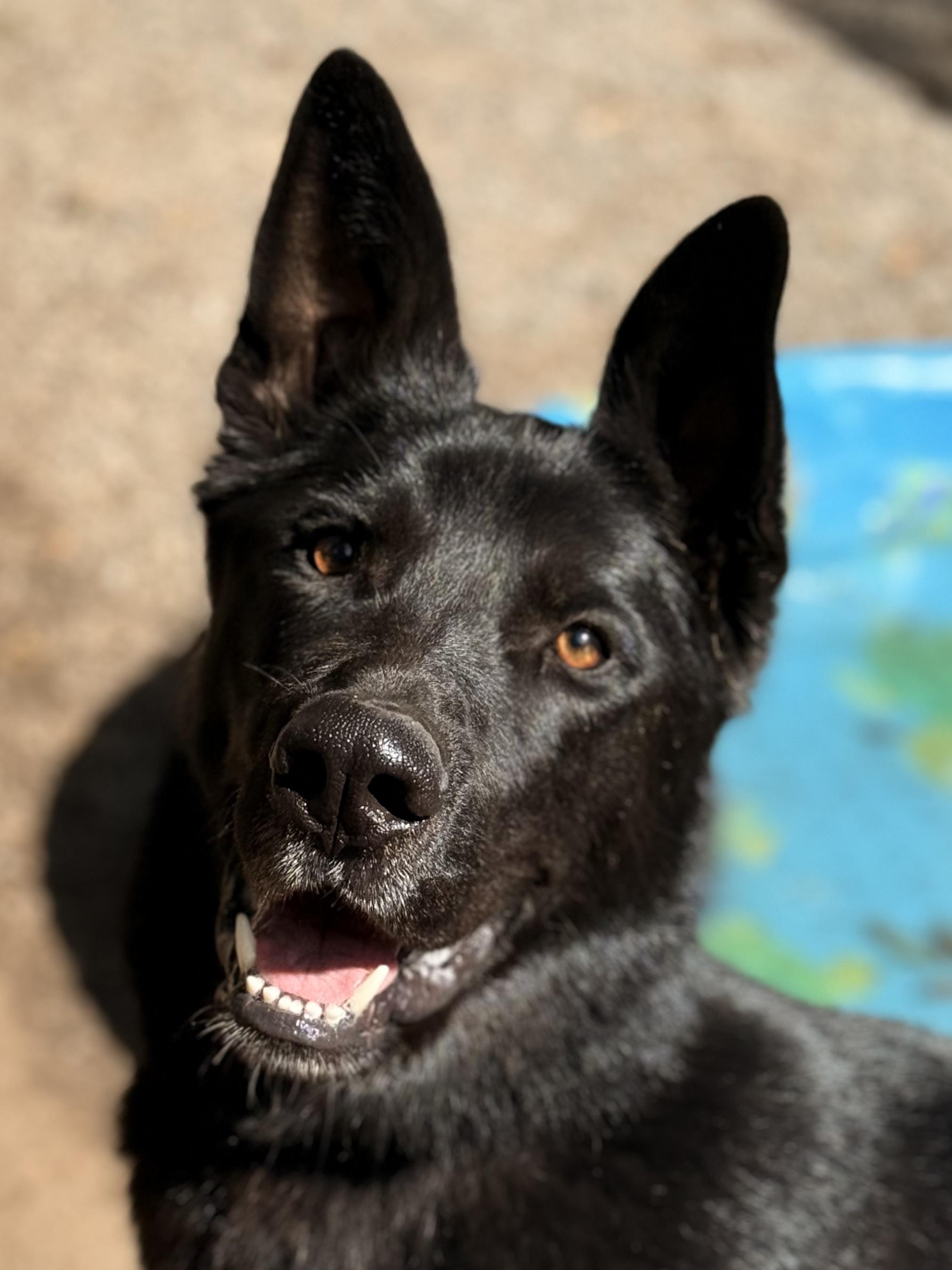Rocky, an adoptable German Shepherd Dog in Addison, ON, K0E 1A0 | Photo Image 1