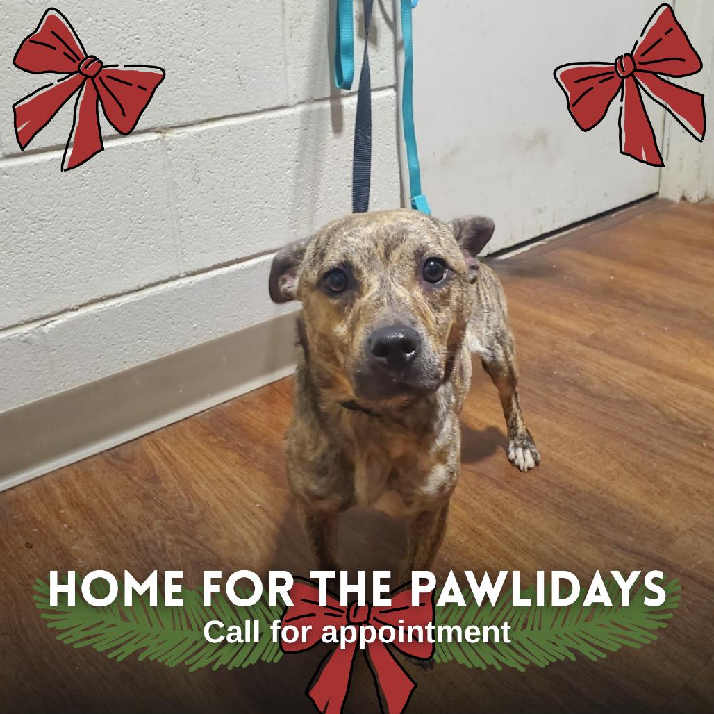 Lady Valentine, a Adoptable Mixed Breed in Milton, FL image 2/2