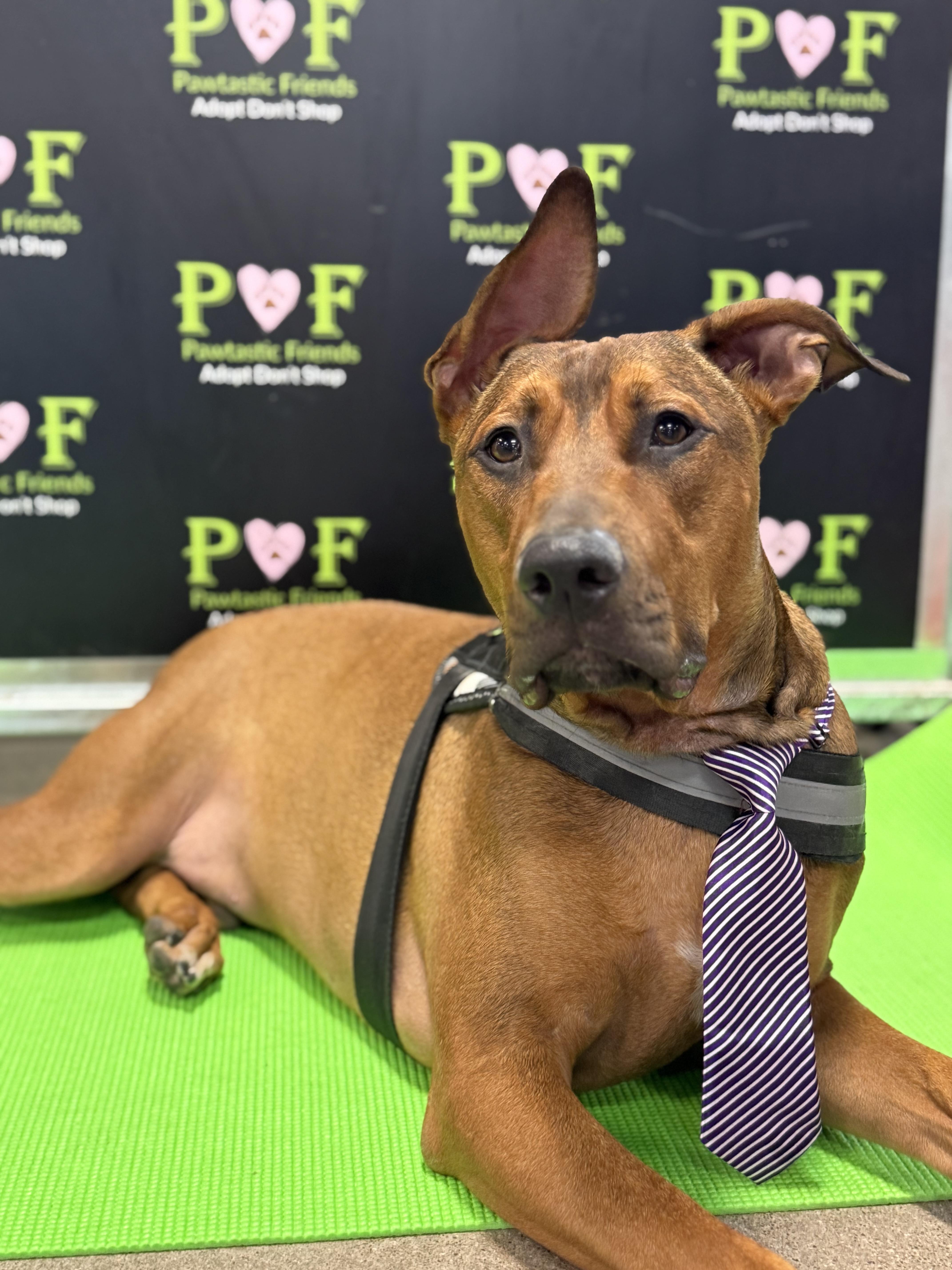 Cosmo, Adoptable, Young Male Doberman Pinscher & Pit Bull Terrier.
