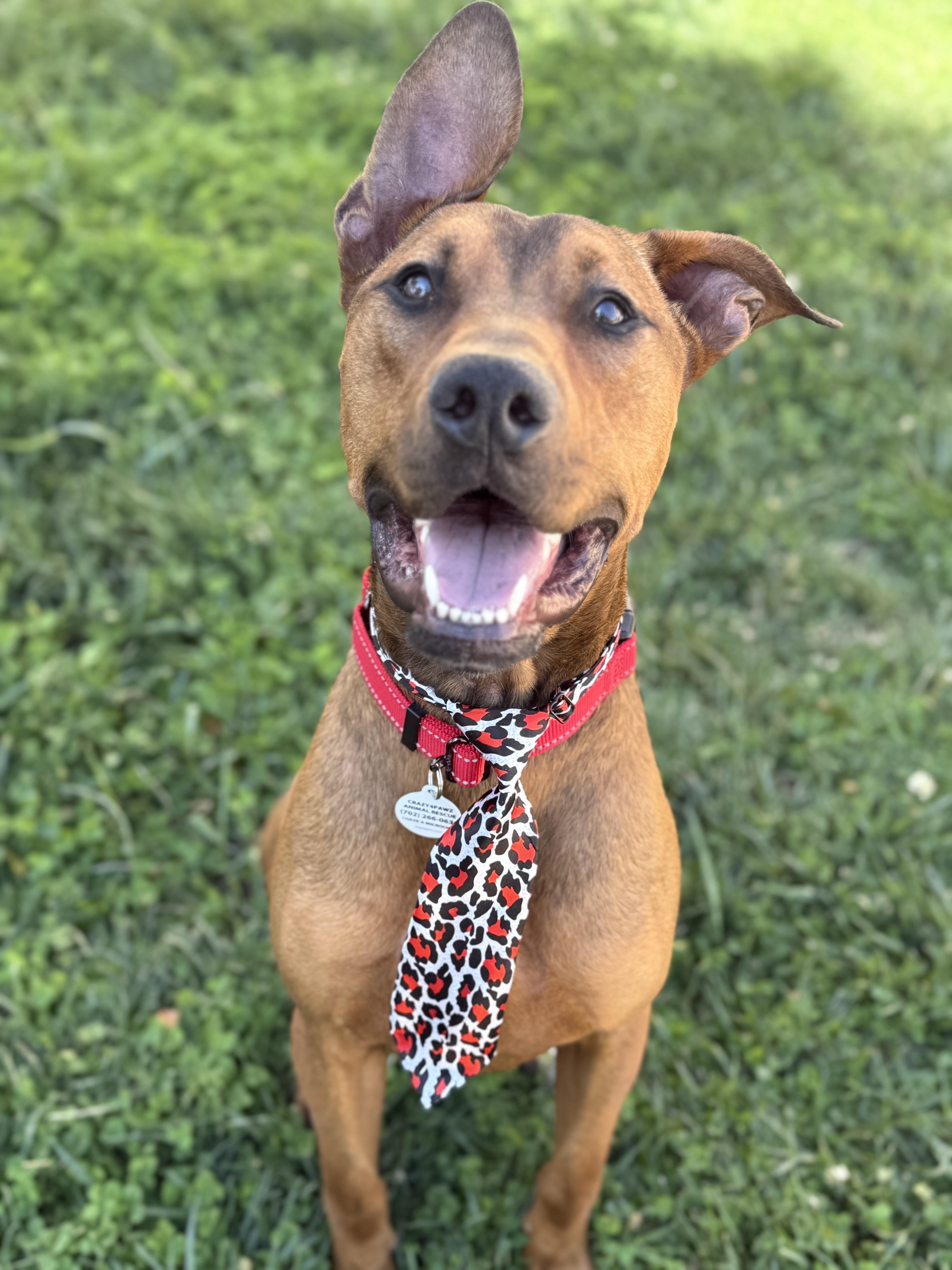 Cosmo