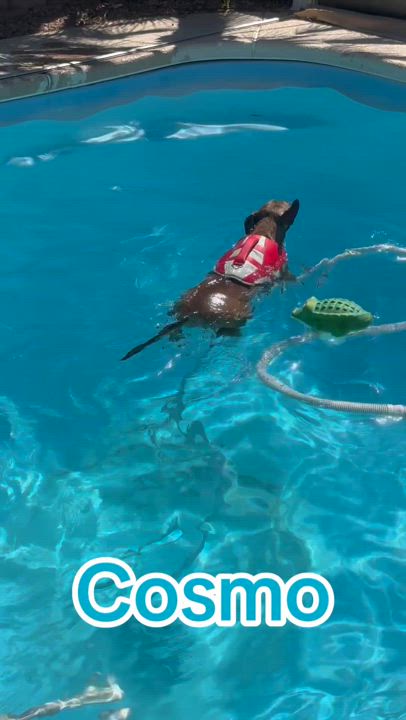 Enlarge Cosmo, a Adoptable mixed breed in Henderson, NV video 4/6