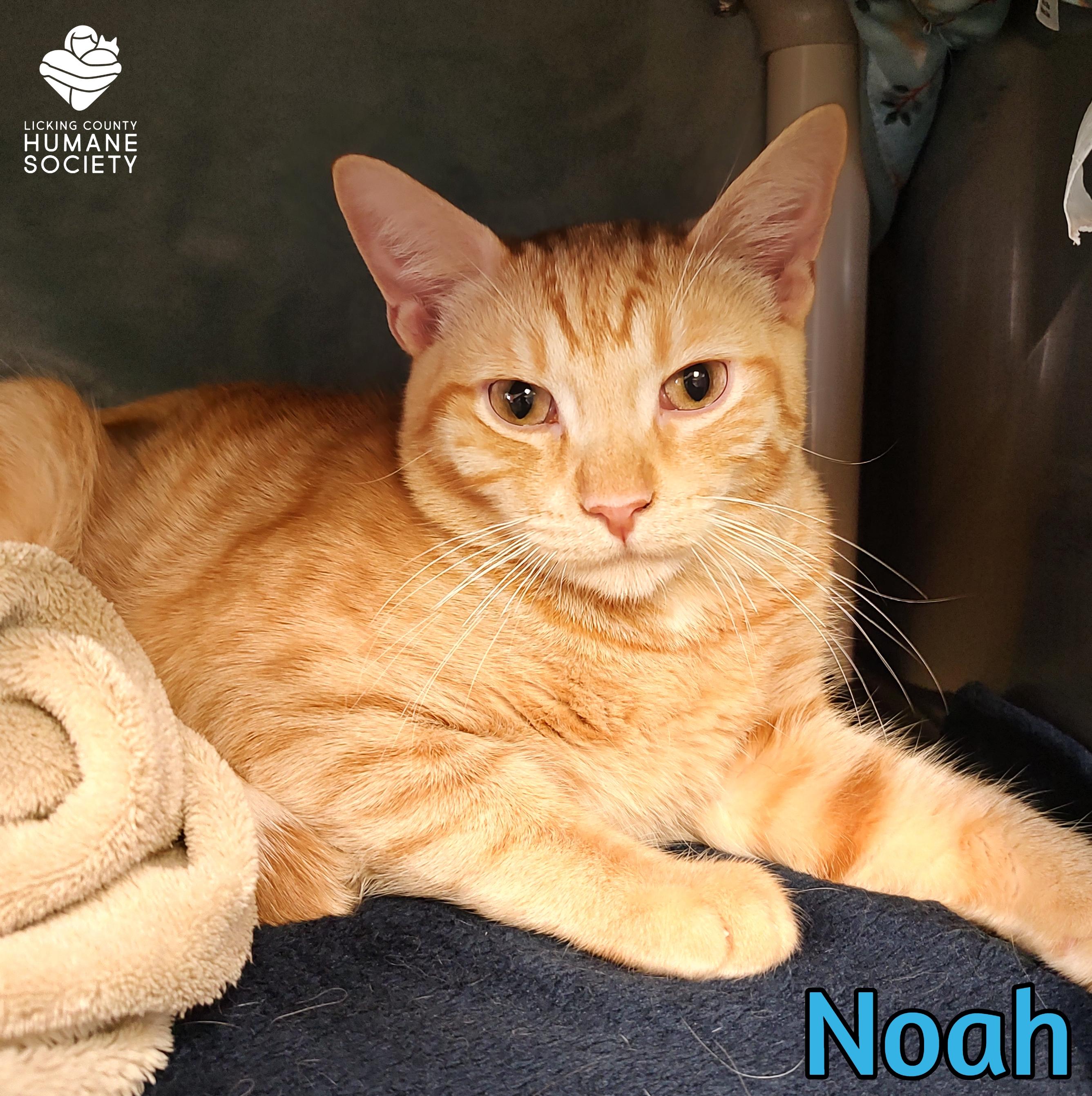 Noah, ADOPTABLE, Adult Male Domestic Short Hair.