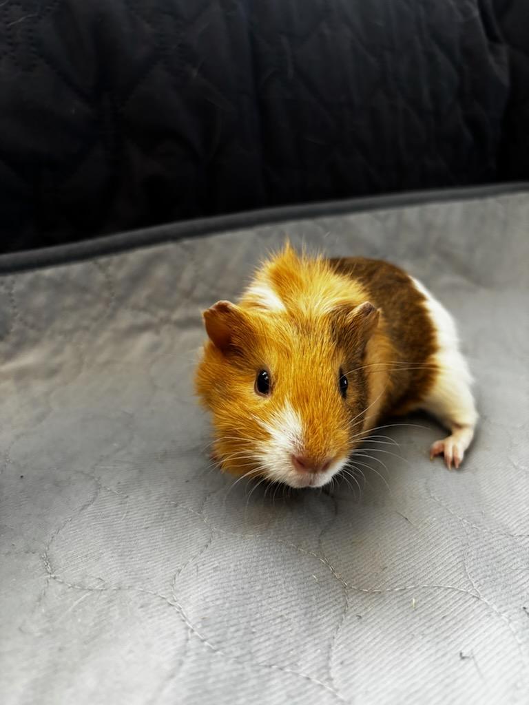 Beatrice + Penelope , a ADOPTABLE Abyssinian in Sauk Village, IL image 4/4