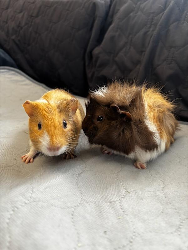 Beatrice + Penelope , ADOPTABLE, Young Female Abyssinian.