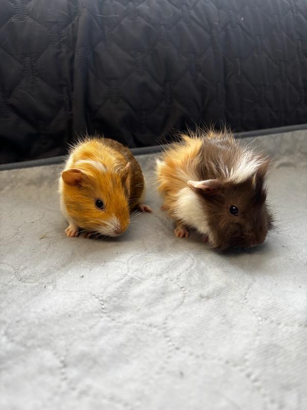 Beatrice + Penelope , a ADOPTABLE Abyssinian in Sauk Village, IL image 2/4