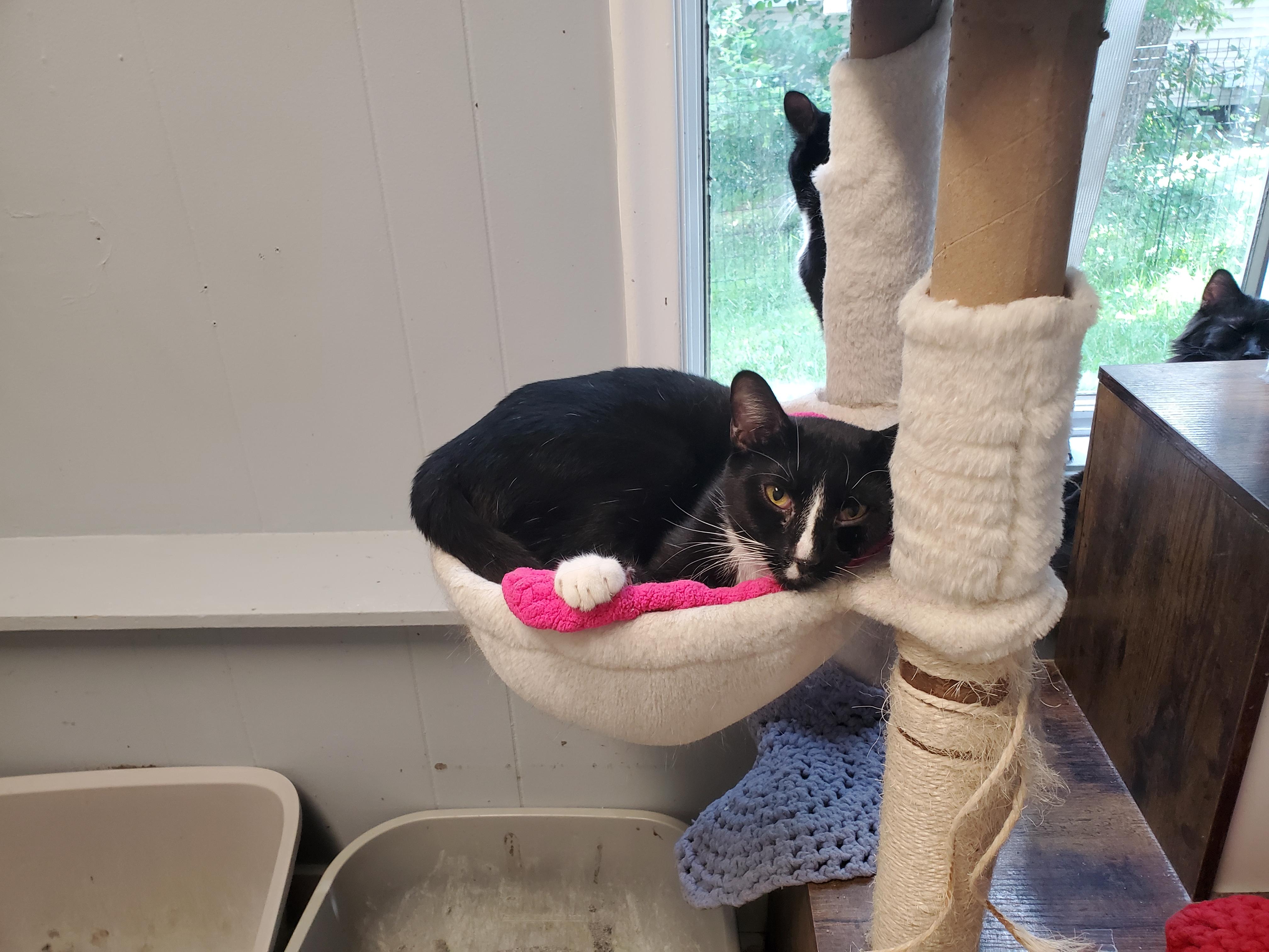 Big Stripe, Adoptable, Young Male Domestic Short Hair.