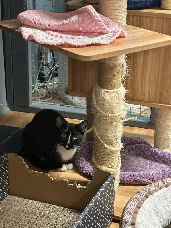 Big Stripe, a Adoptable Domestic Short Hair in Kalamazoo, MI image 4/5