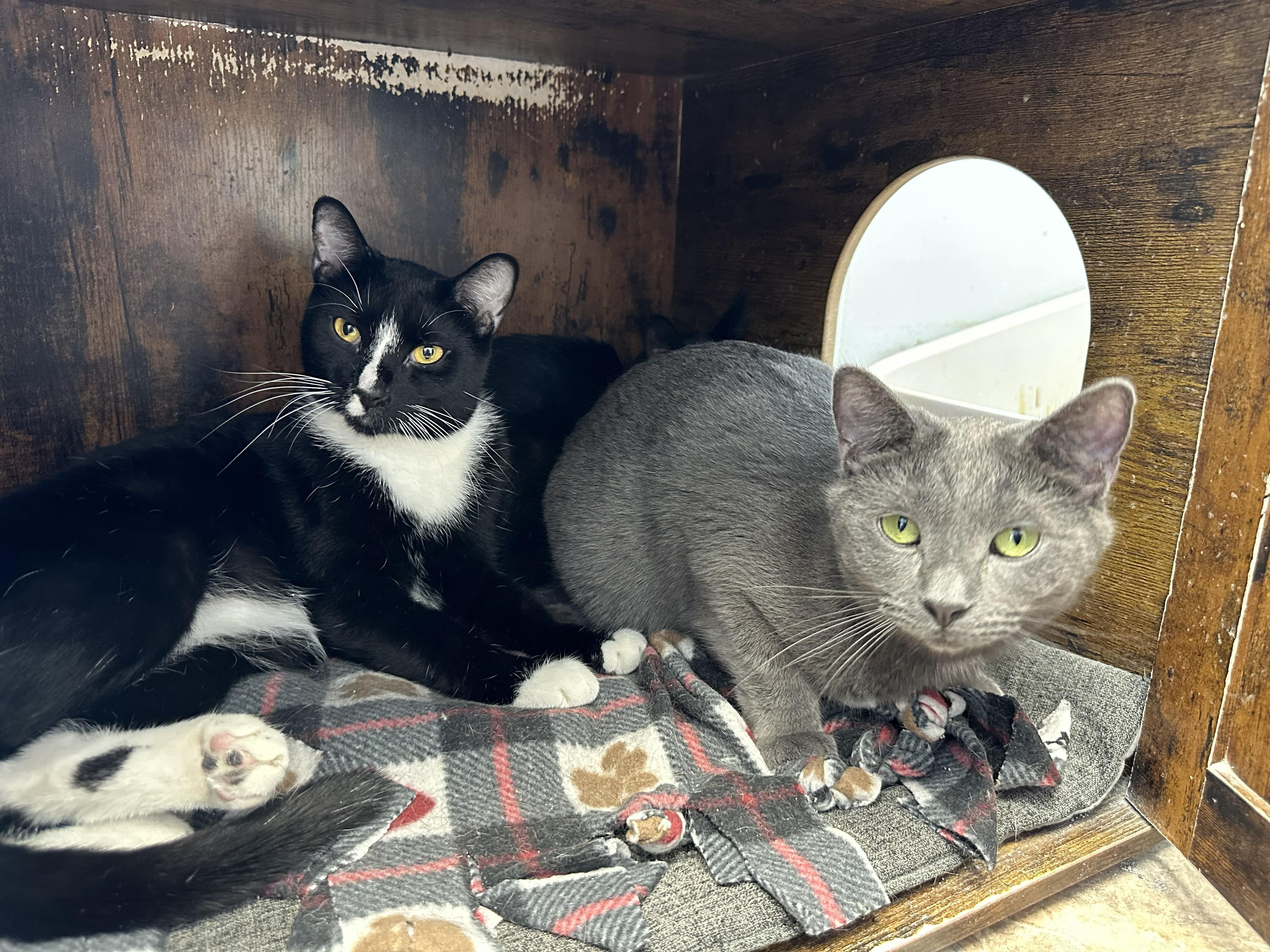 Big Stripe, a Adoptable Domestic Short Hair in Kalamazoo, MI image 2/6
